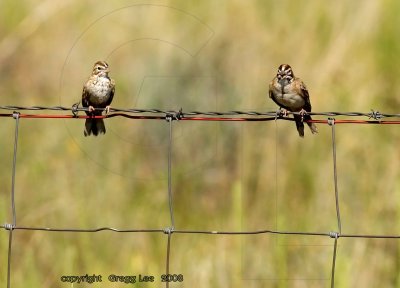 Lark Sparrow juvenile and adult