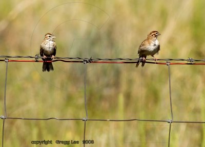 Lark Sparrow juvenile and adult