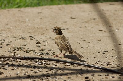 Lark Sparrow juvenile