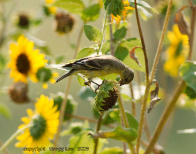 Lesser Goldfinch male first year