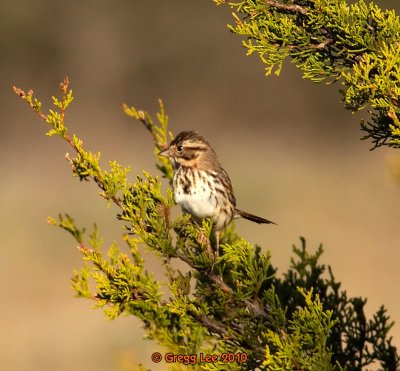 savannah sparrow without crown stripe