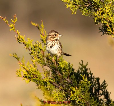 savannah sparrow