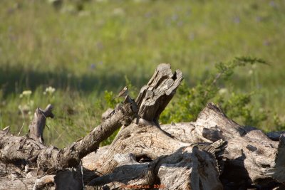 Clay Colored Sparrow