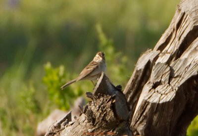 Clay Colored Sparrow