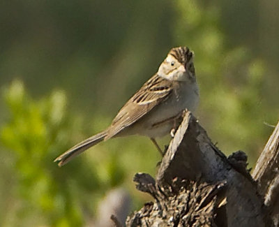 Clay Colored Sparrow