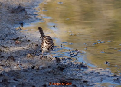 Song Sparrow