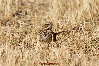 Song Sparrow