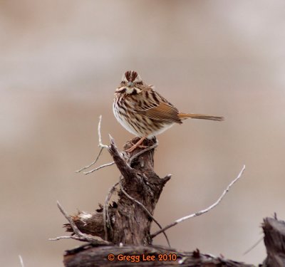 Song Sparrow
