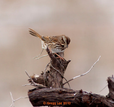 Song Sparrow