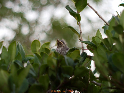 nest mate to previous bird still in same bush as nest