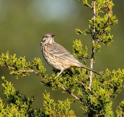 Sage Thrasher