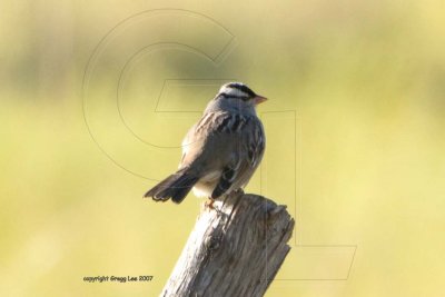 white crowned sparrow