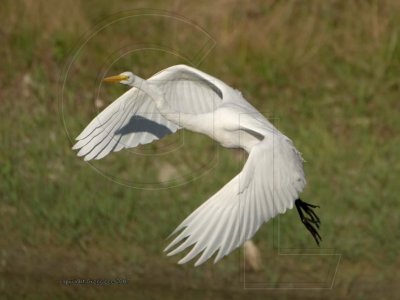 great egret