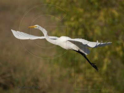 great egret