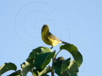 Prairie Warbler