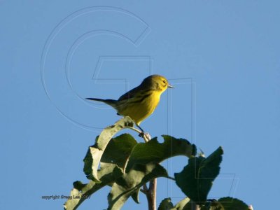 Prairie Warbler