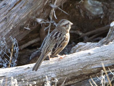 Song Sparrow