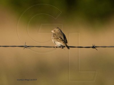 Vesper Sparrow
