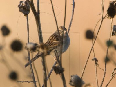 Chipping Sparrow winter