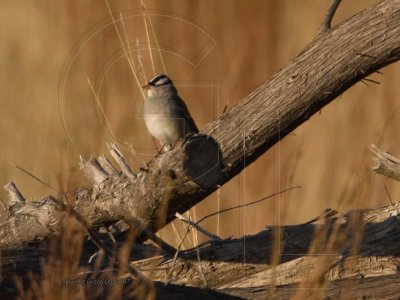 White Crowned Sparrow w/( currently red) bluestem