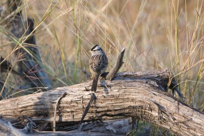 White Crowned Sparrow sunning