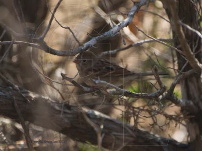 Field  Sparrow second of season