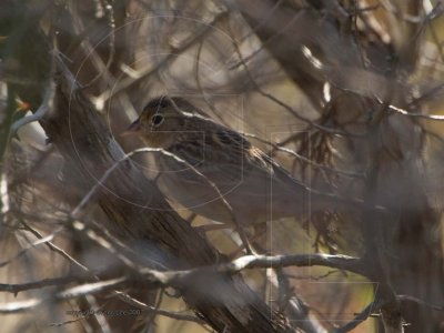 Grasshopper Sparrow bumps  Field Sparrow