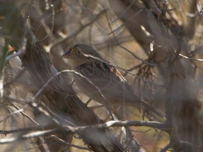 Grasshopper Sparrow