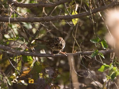 Song Sparrow