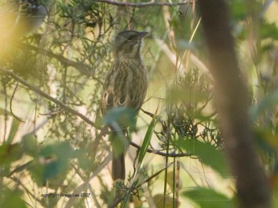 Song Sparrow stretching