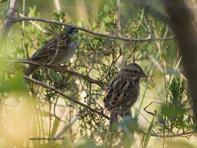 Song Sparrow