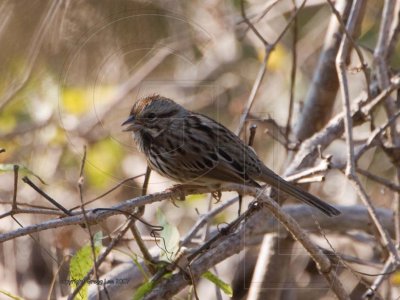 Song Sparrow