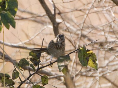 Lincoln's Sparrow