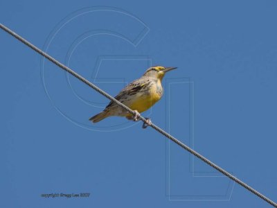 Western Meadowlark squint 2