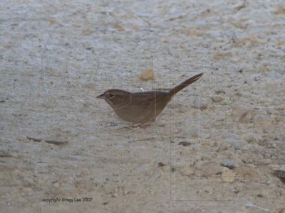 Rufous Crowned Sparrow