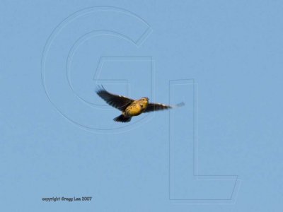 Big Yellow Bird aka Western Meadowlark gliding.