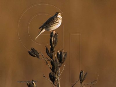 Savannah Sparrow yucca bluestem 2