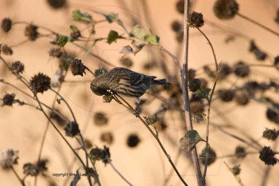 Siskin stuffing