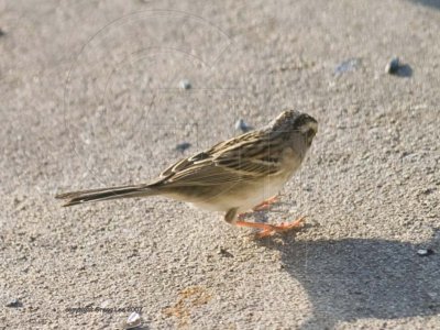 Clay Colored Sparrow