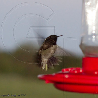 black chinned hummingbird