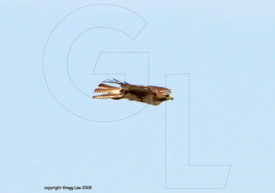 hawk 1