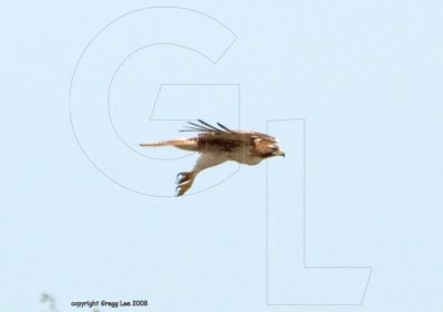 hawk 1