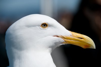 Dove