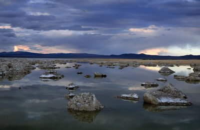 96062727 MonoLake OneSeagull.JPG