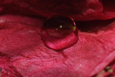 Perfume de Jardim 3