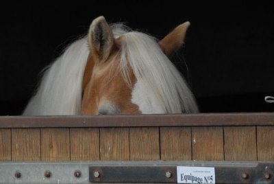 080906 Attel Berck_064.JPG