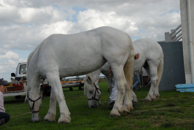 080906 Attel Berck_087.JPG