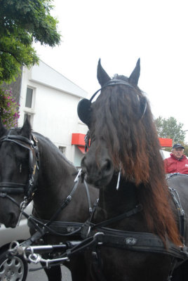 080907 Attel Berck_062.JPG