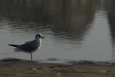 071021 Berck6h_035.JPG
