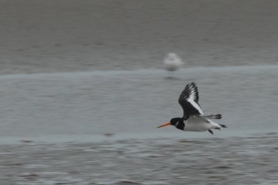 Le Touquet - 18 novembre 2007